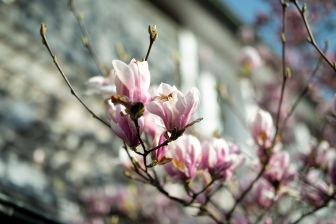 Photo: Thomas Schürmann - Pierre Magnol und die Magnolie: magnolie_4