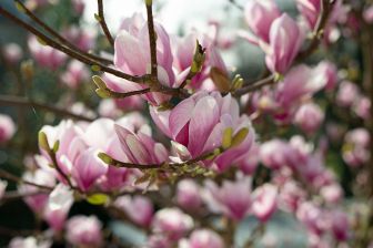 Photo: Thomas Schürmann - Pierre Magnol und die Magnolie: magnolie_5