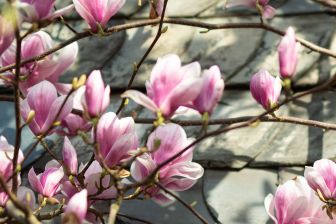 Photo: Thomas Schürmann - Pierre Magnol und die Magnolie: magnolie_8