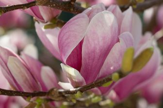 Photo: Thomas Schürmann - Pierre Magnol and the Magnolia: magnolie_6